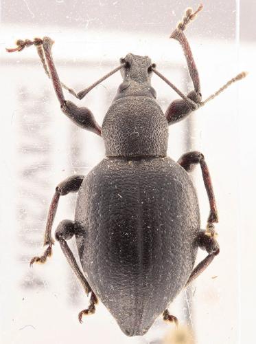 Otiorhynchus sp.